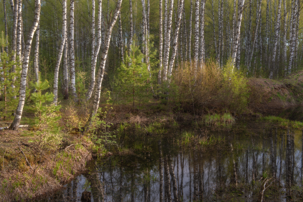 Этюд с березками