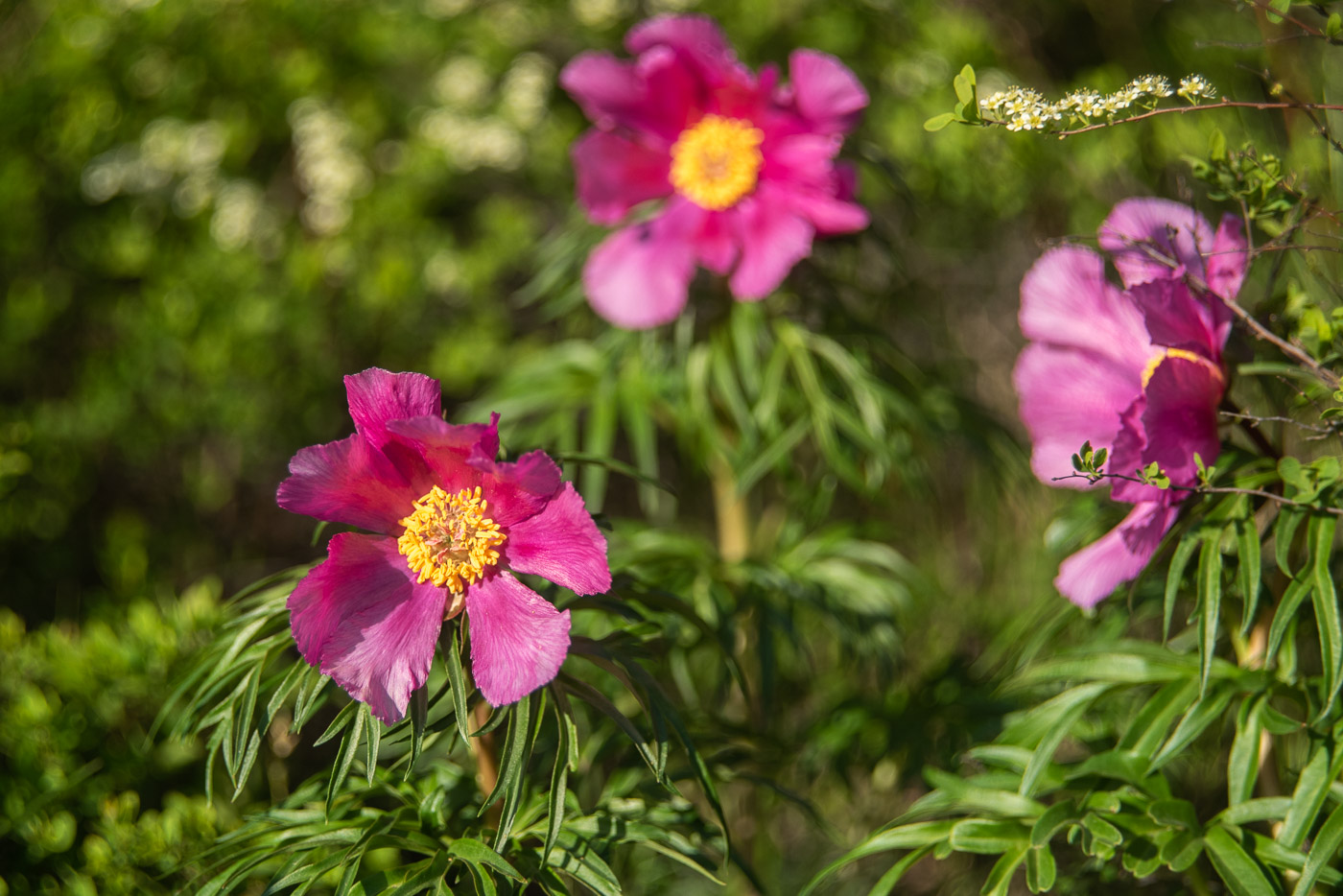 Дикие пионы