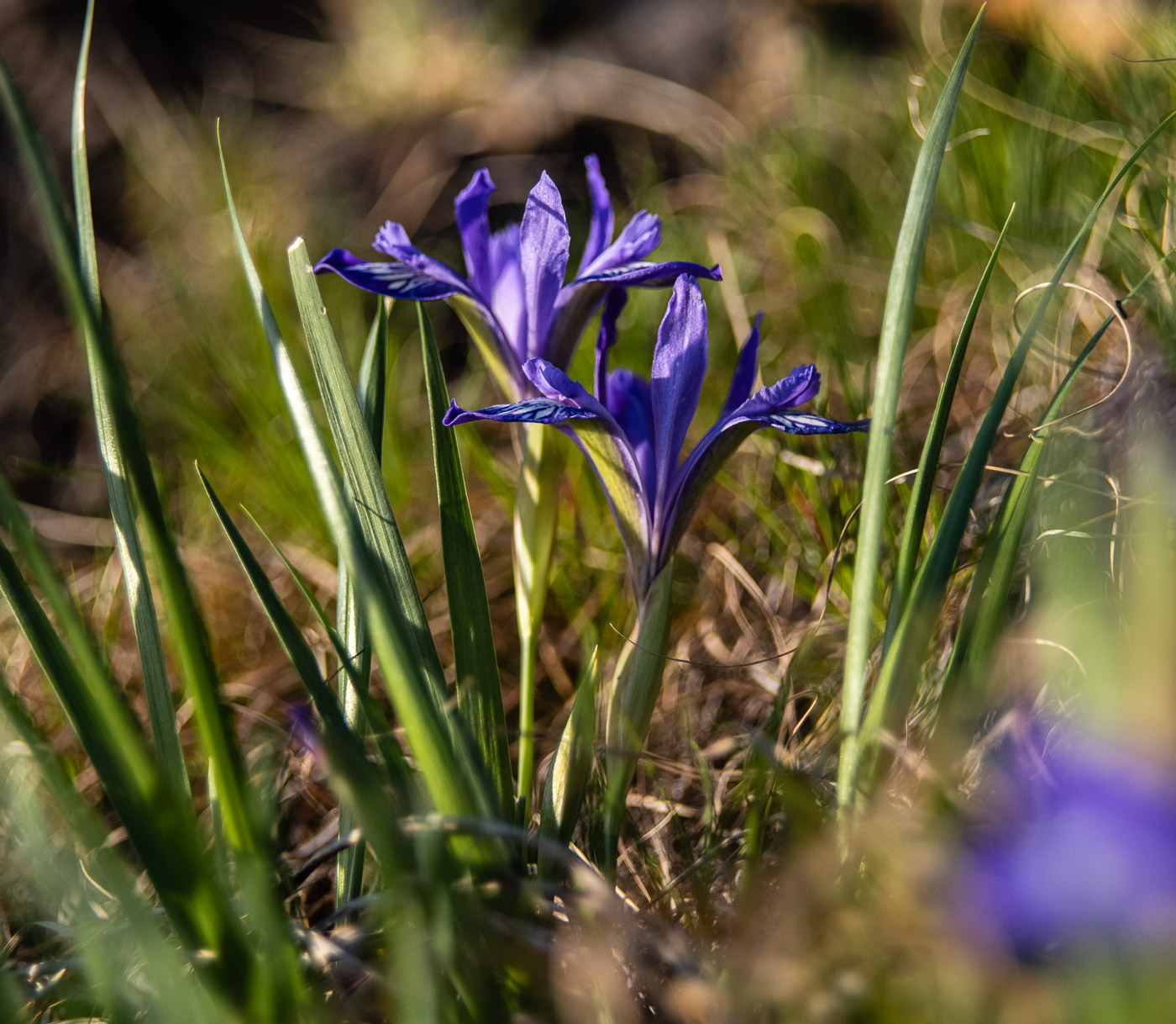 Ирисы на сопке