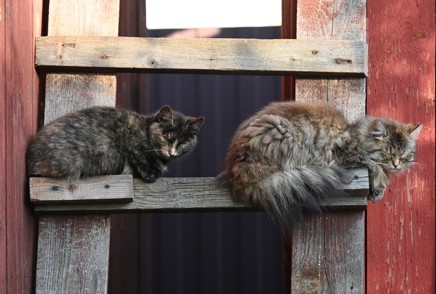 Кошачьи миры