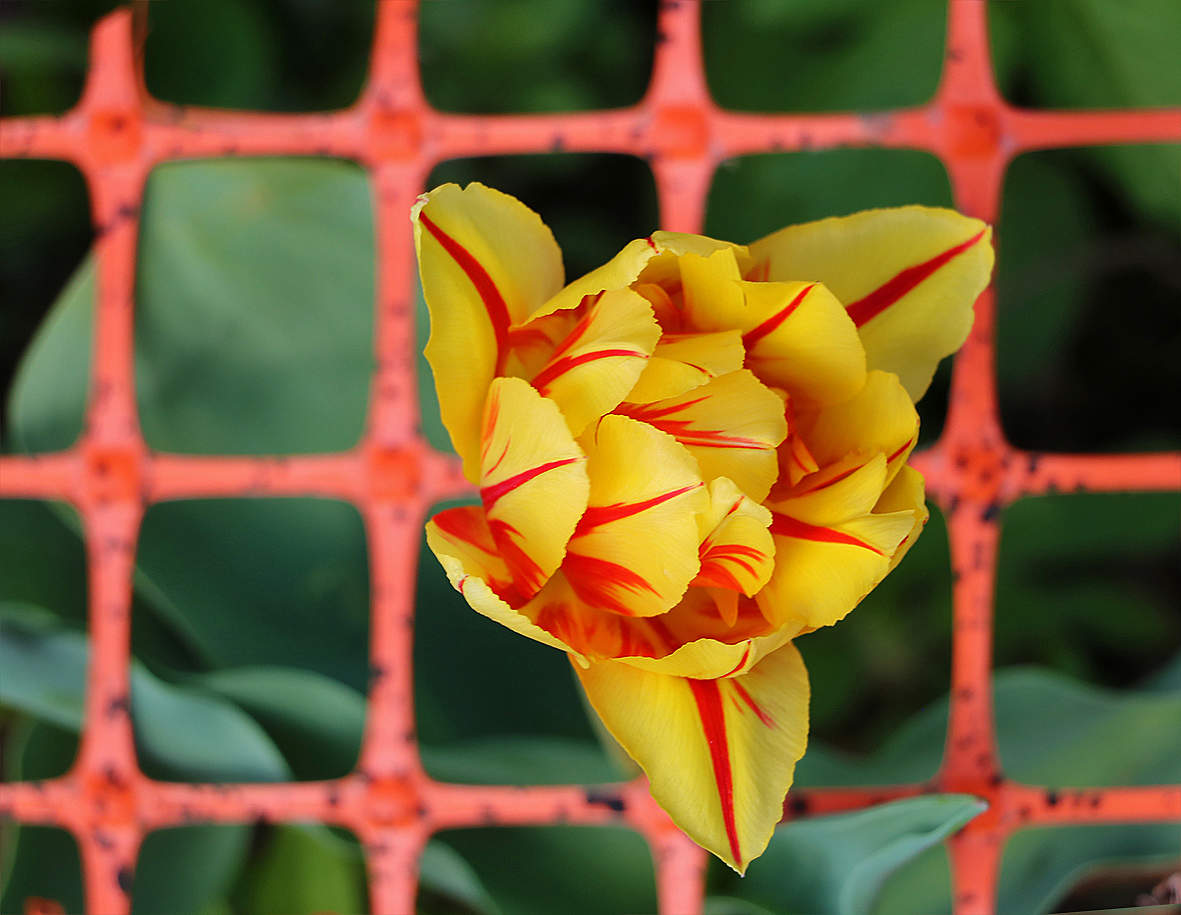 Сижу за решёткой в темнице сырой...