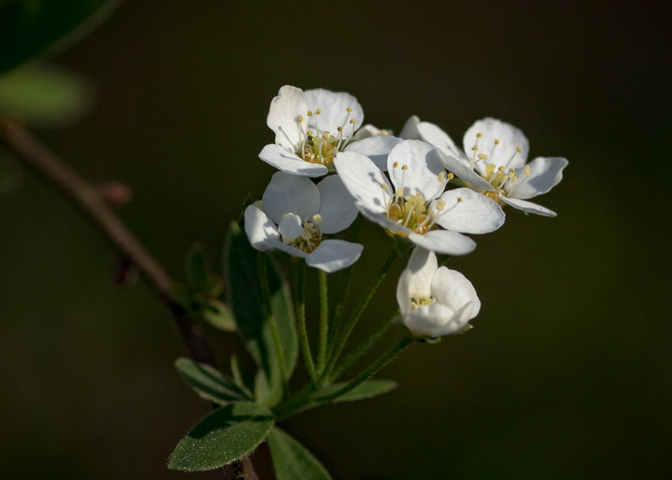 Спирея ниппонская