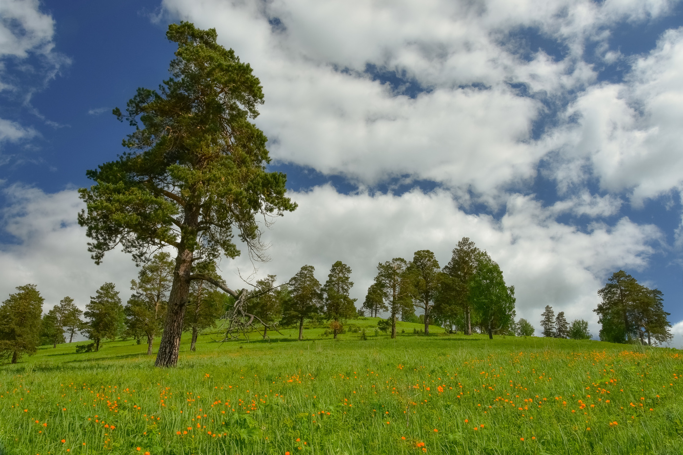 Сосновый бор