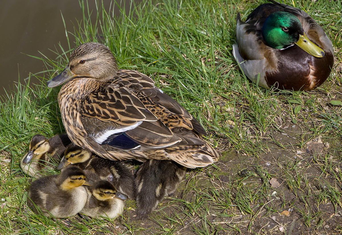 Жизнь продолжается