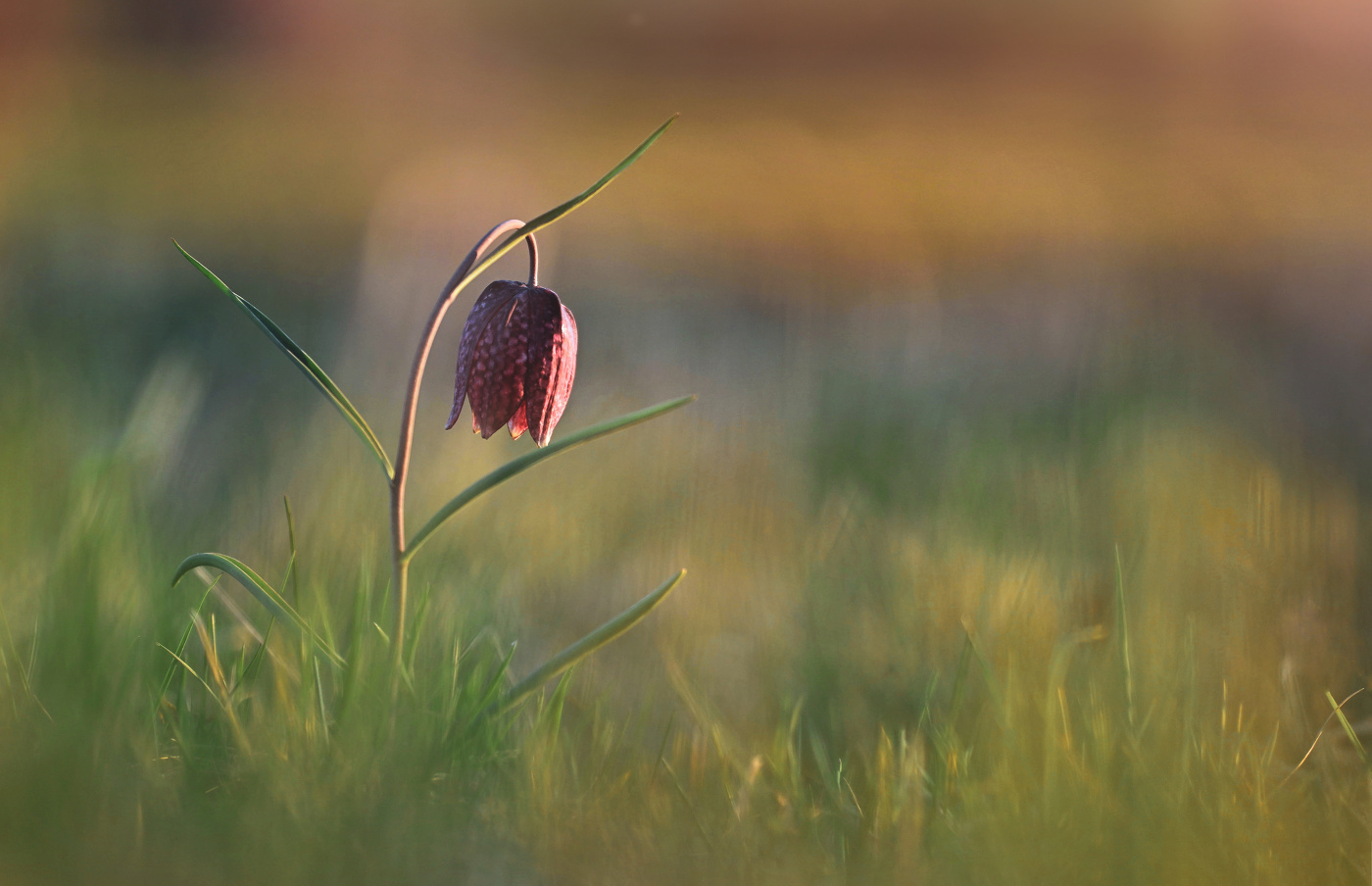 Не Прострел, а Рябчик.