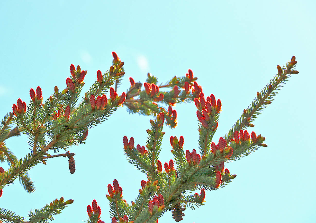 Молодые еловые шишечки