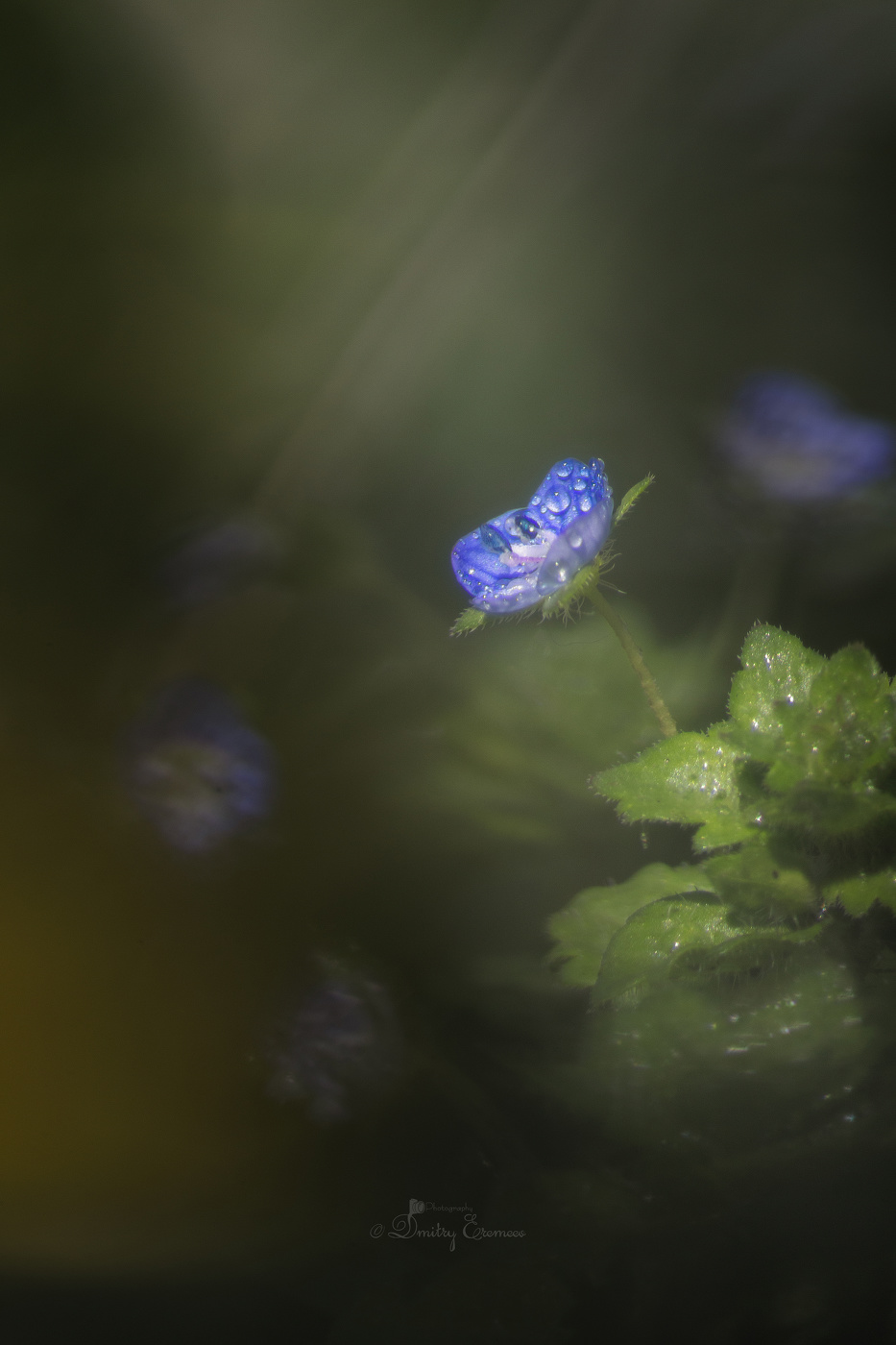 Где-то на лугу...