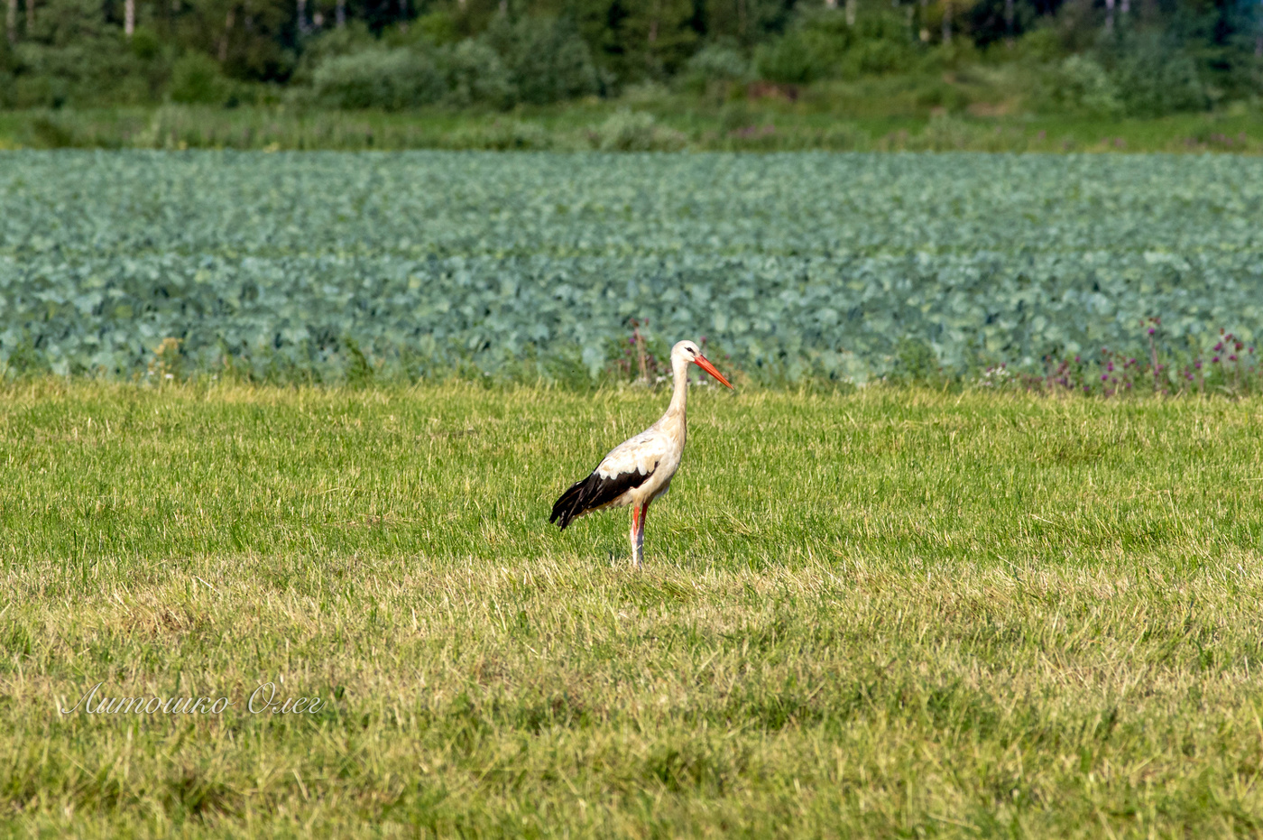 Аист белый.