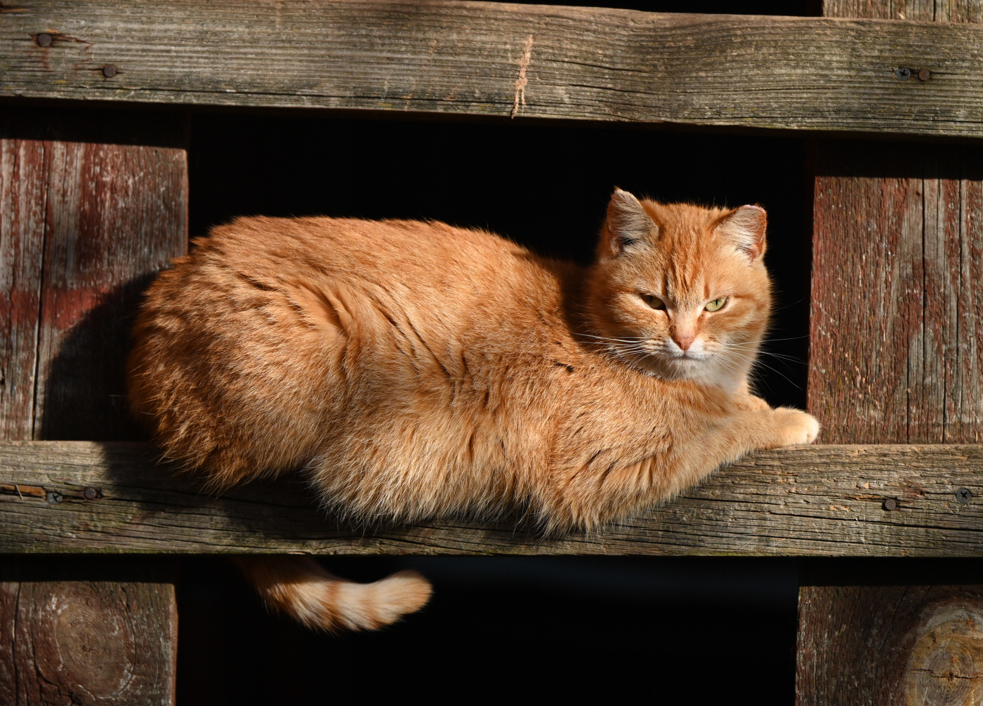 Кошачьи миры