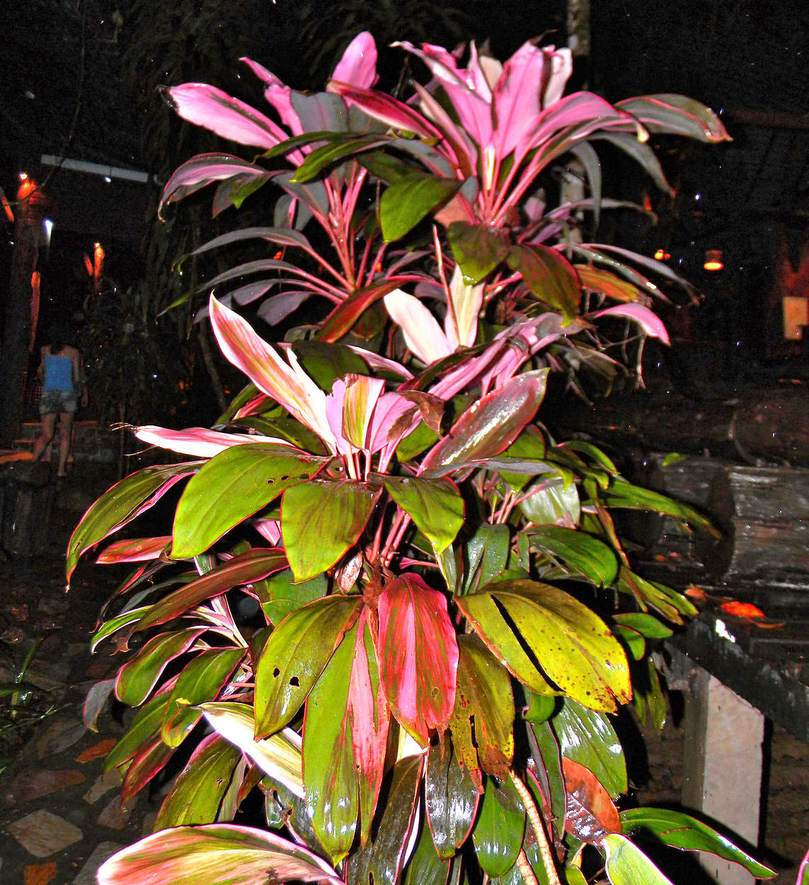 Кордилина семейства Аспарагусовые.