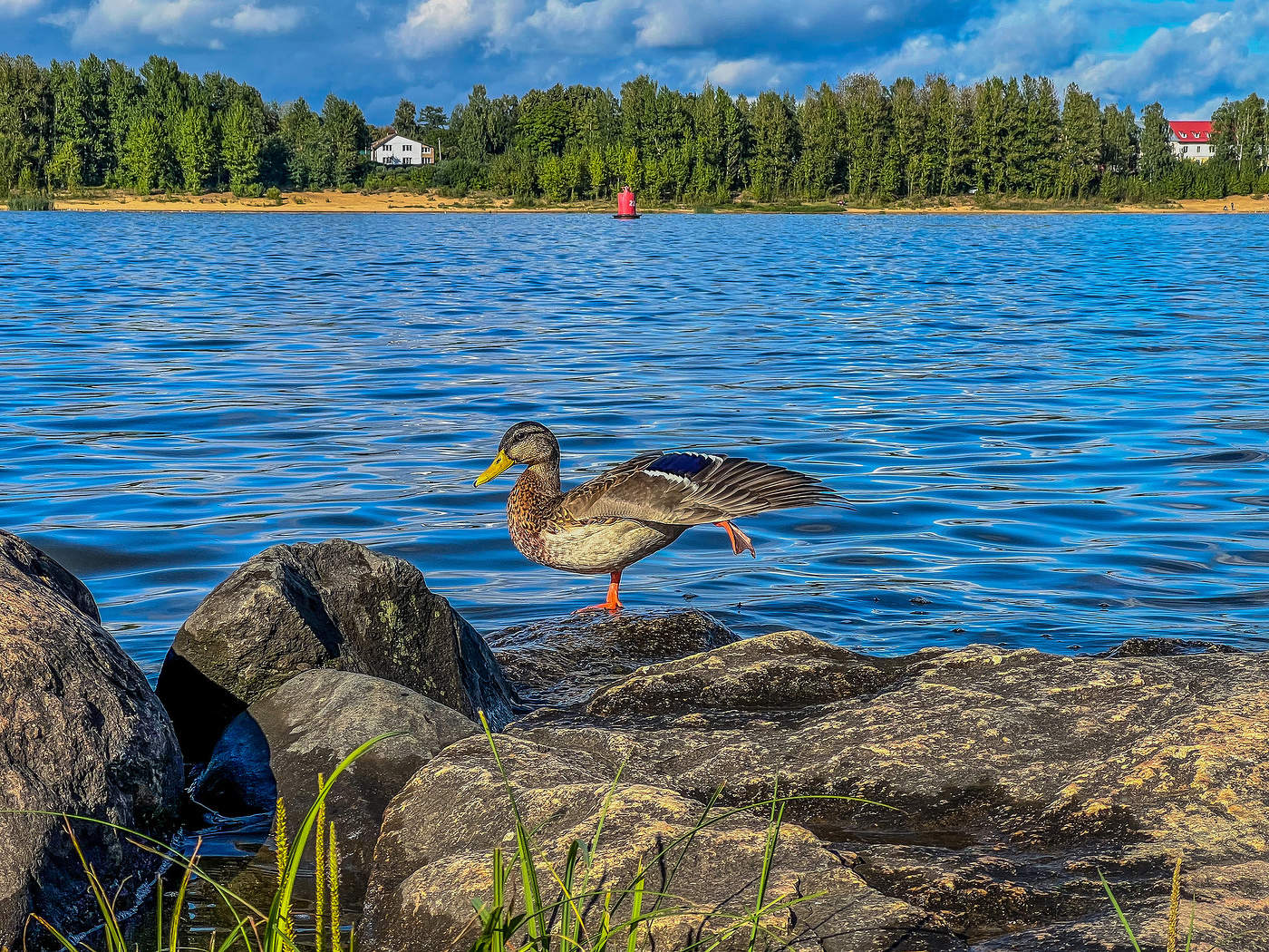 Уточка в позе ласточки