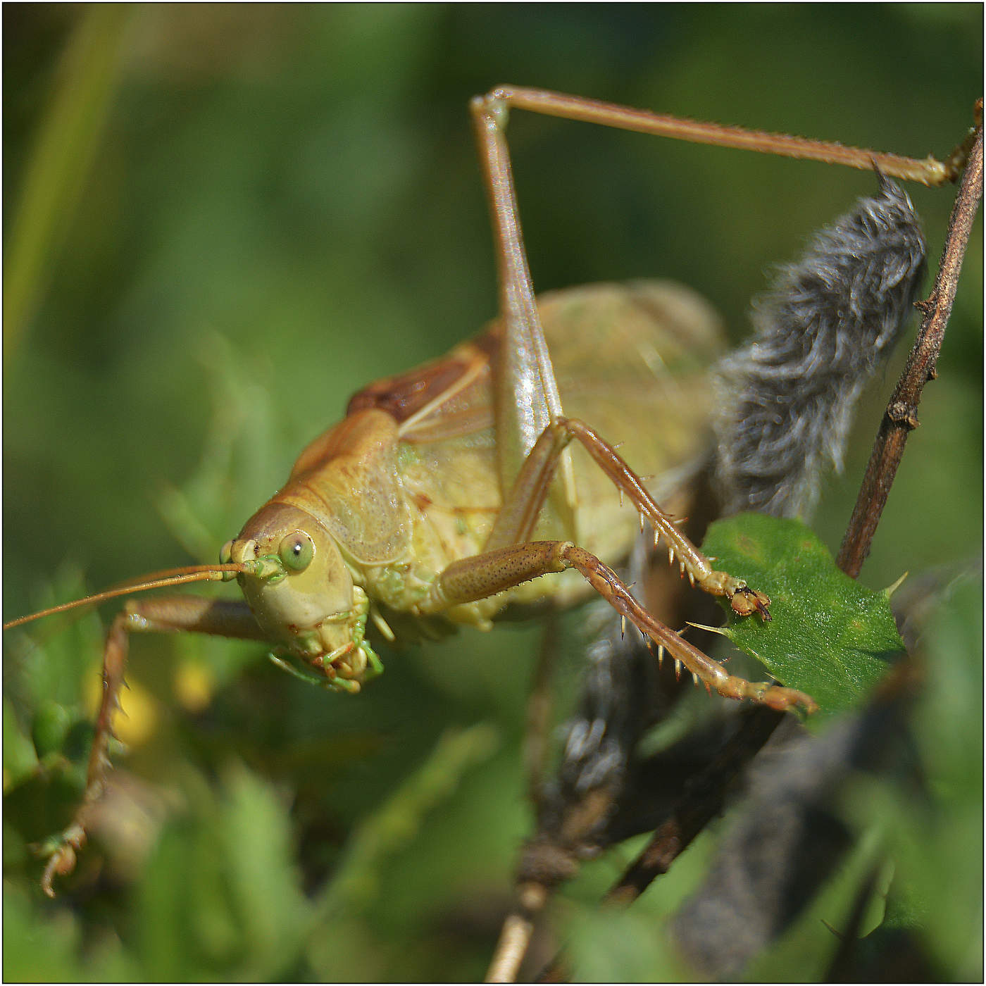 Тяжелая жизнь кузнечика.