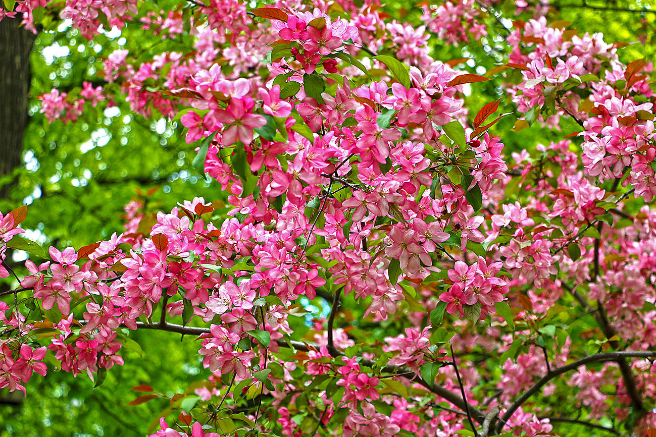 Весенняя красота