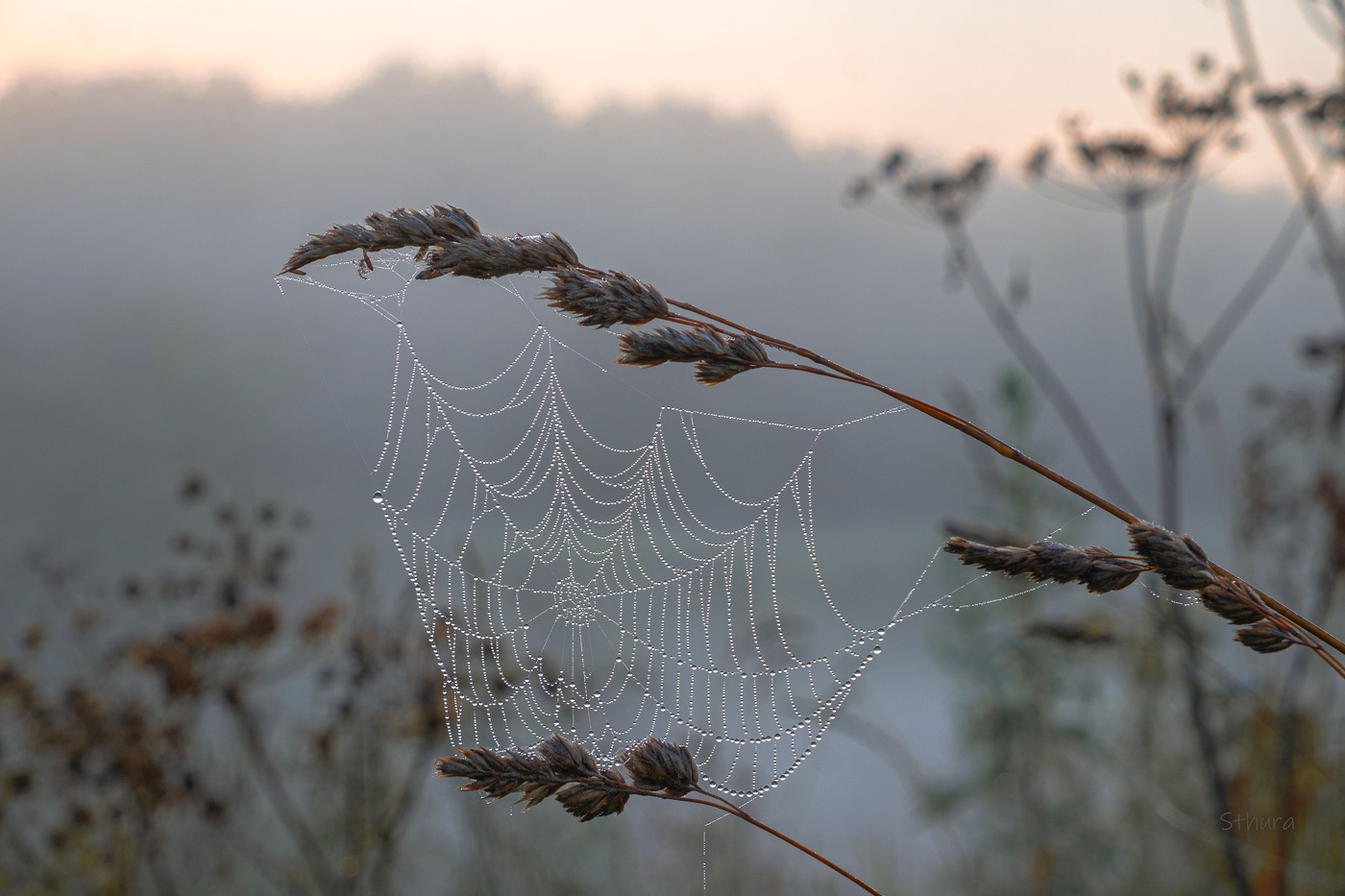Паутина.