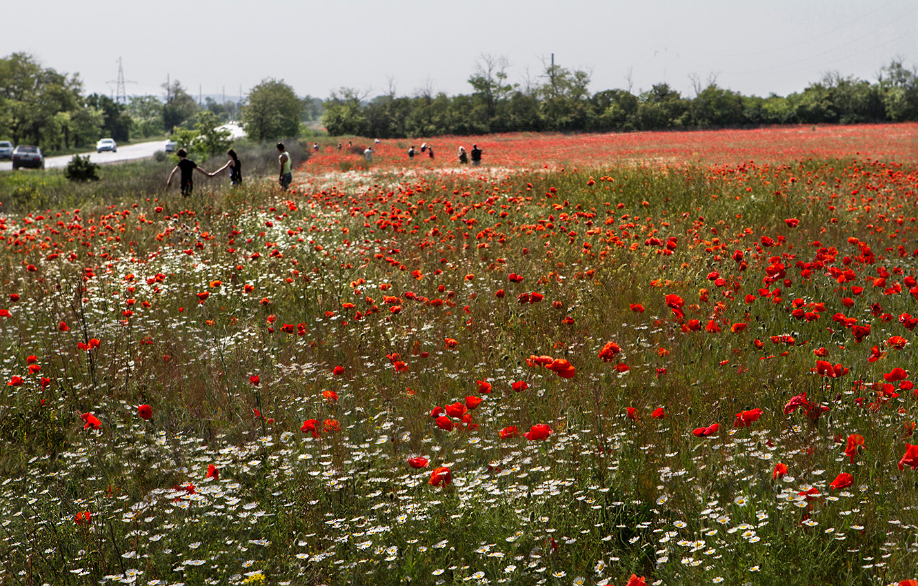 Майское утро