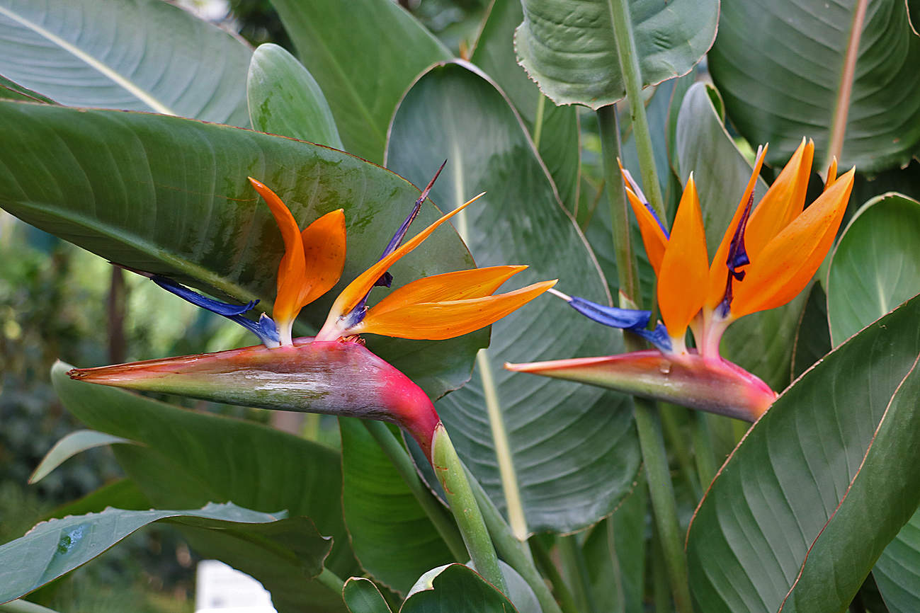 Райские птицы-стрелиции