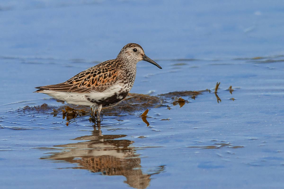 Чернозобик.