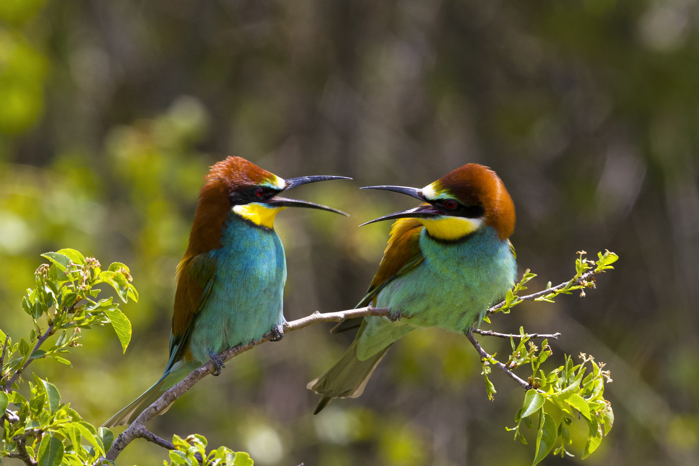 Скандалисты