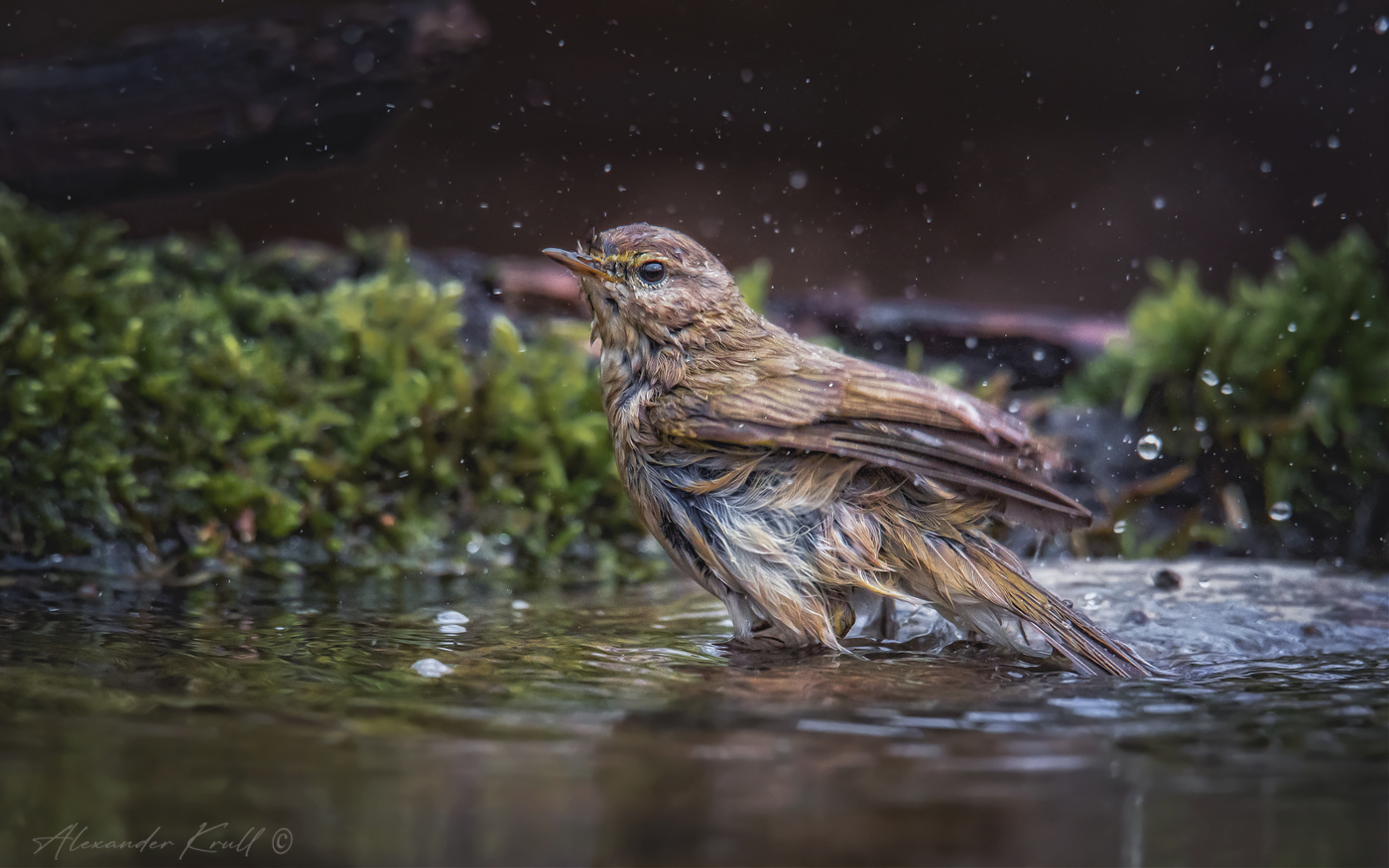 На лесной купальне