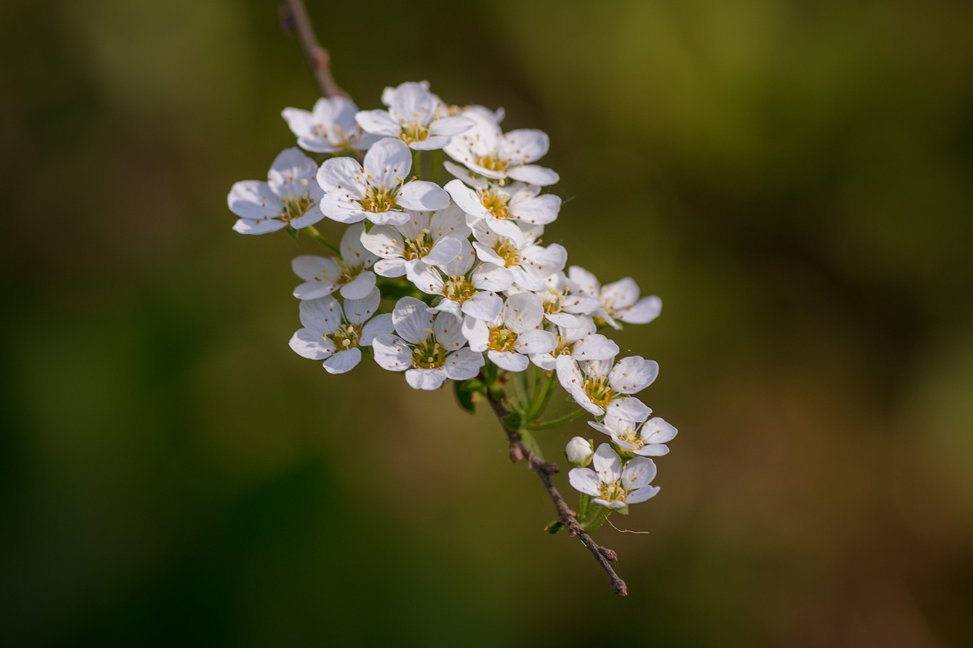 венок невесты