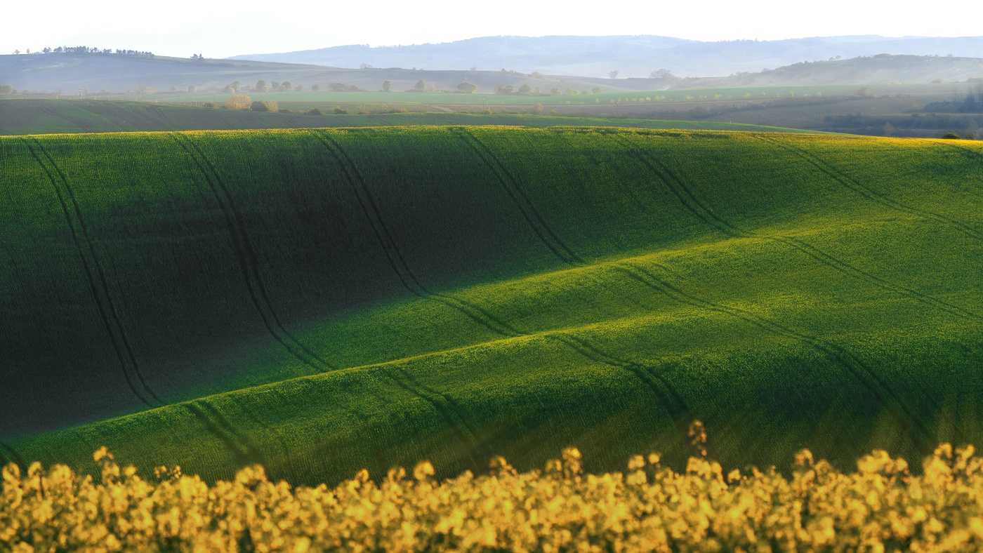 Поля Моравии