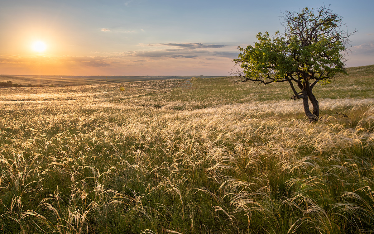 Ковыль до горизонта