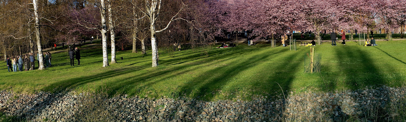 У вишнёвого сада