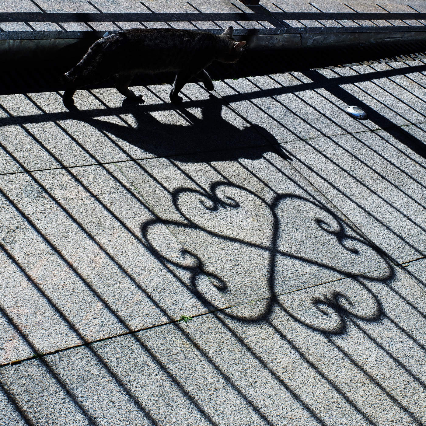 Кошка, которая гуляла по правилам