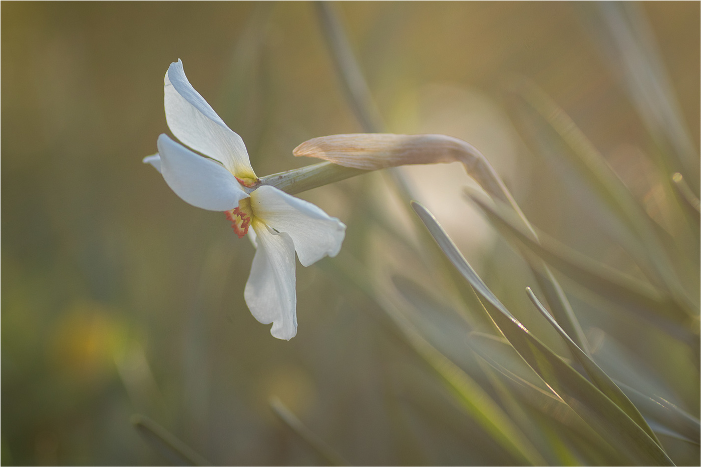 В лучах заката