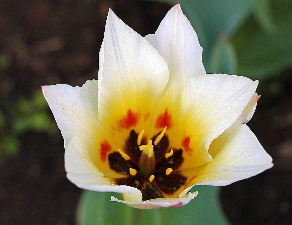 Широко разинув рот...