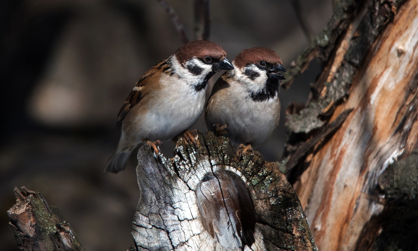 Семейная пара обсуждает достоинства нового жилья.