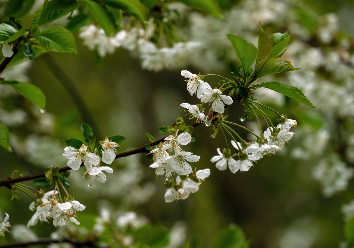 После дождя