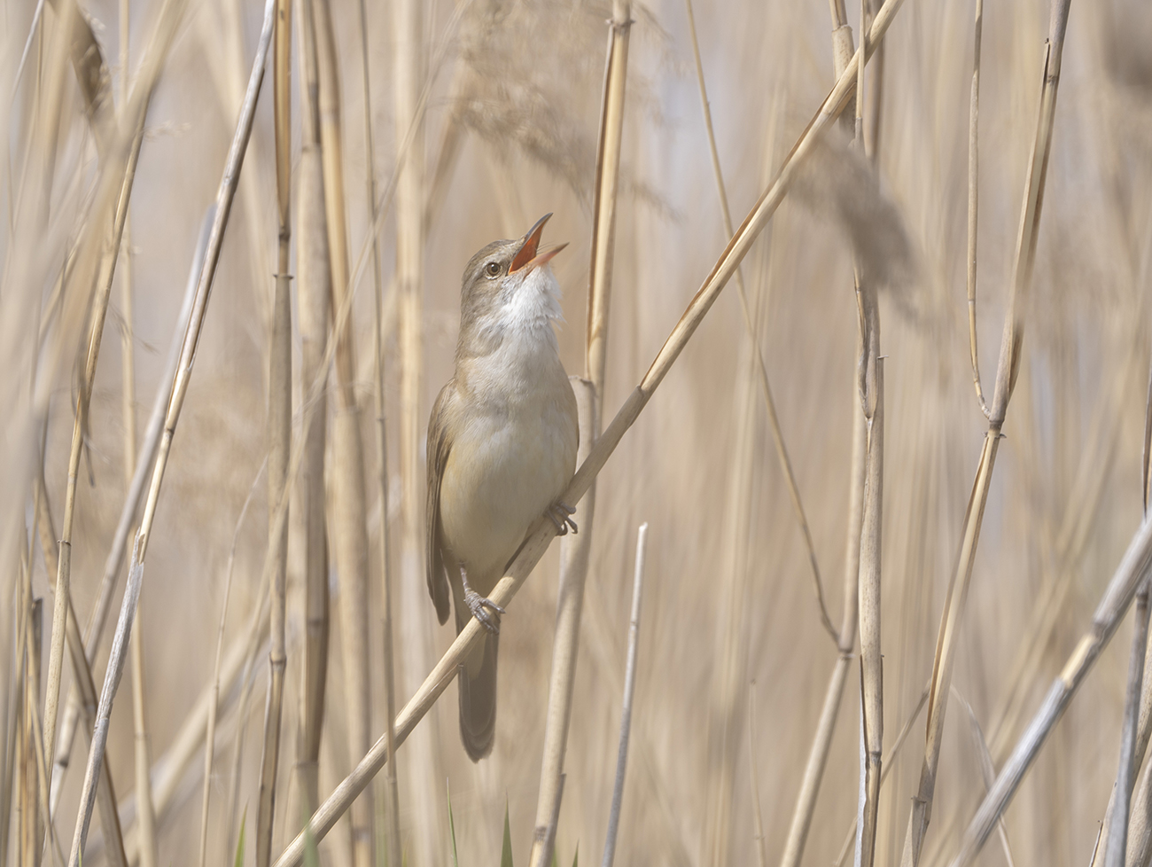 Дроздовидная камышевка