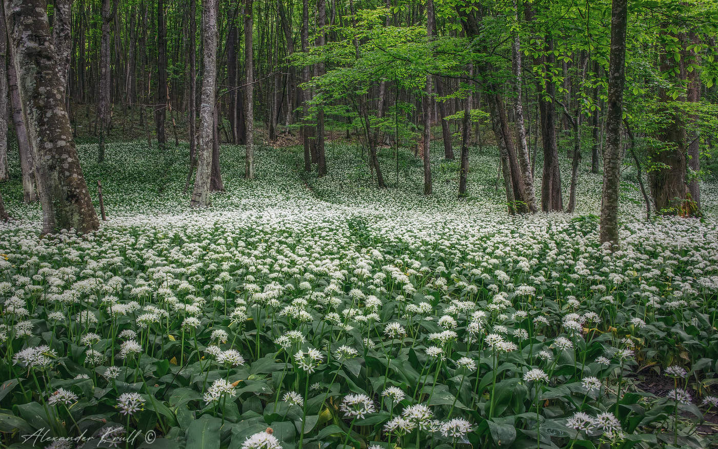 Когда цветет черемша