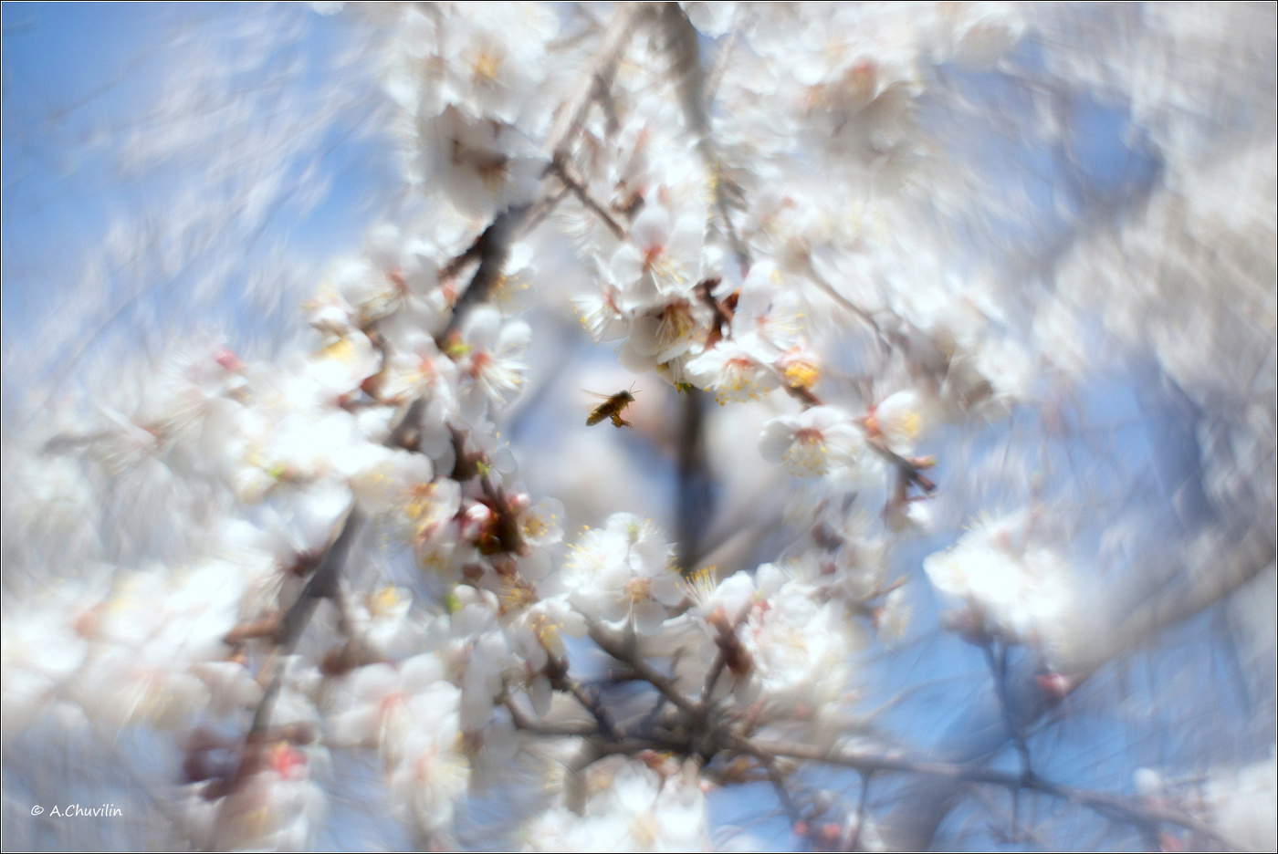 Цветущее настроение