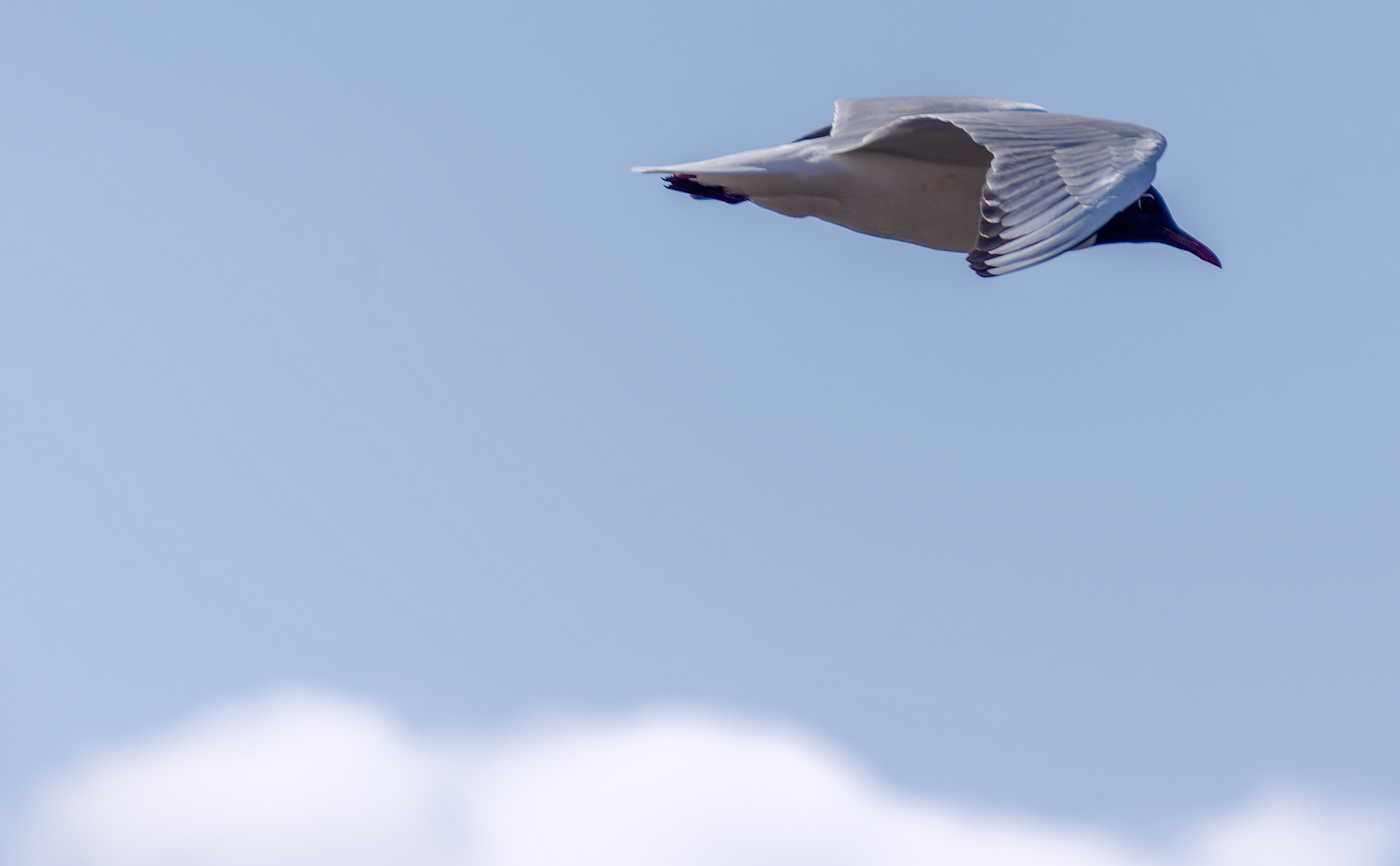 Чайка. Летит.