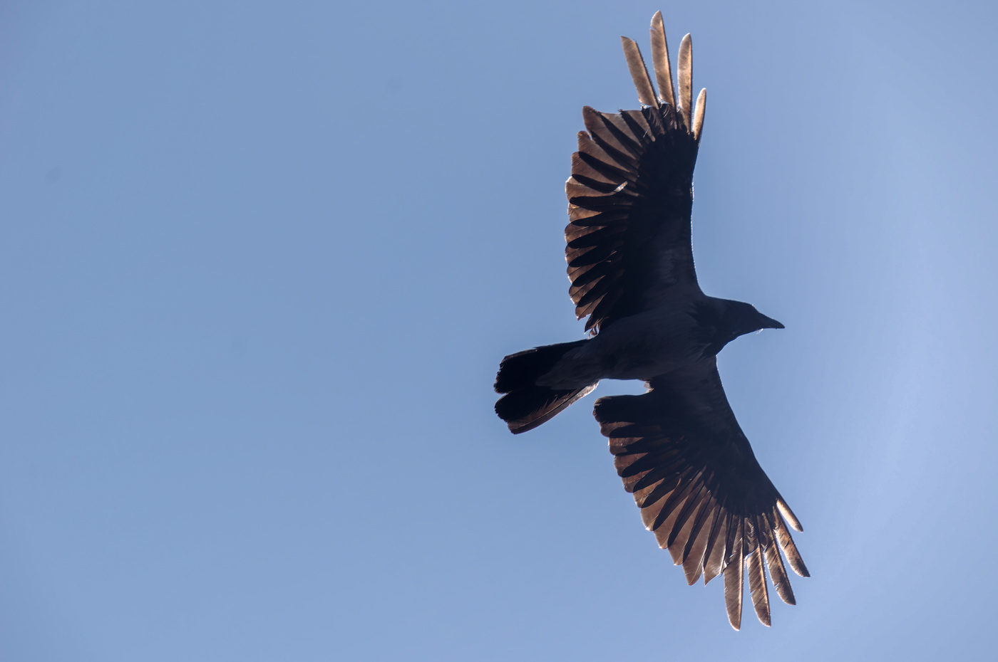 Ворона. Пари́т.