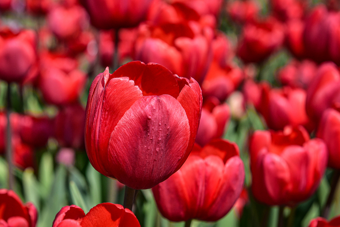 Месяц май цветут тюльпаны.