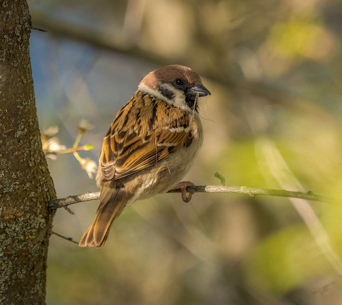 Весенние хлопоты