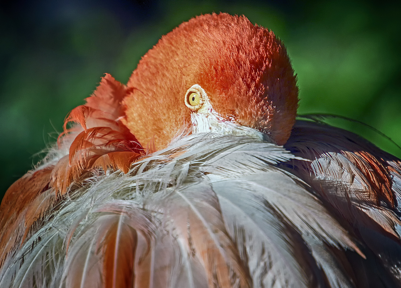 "Осьминожек"