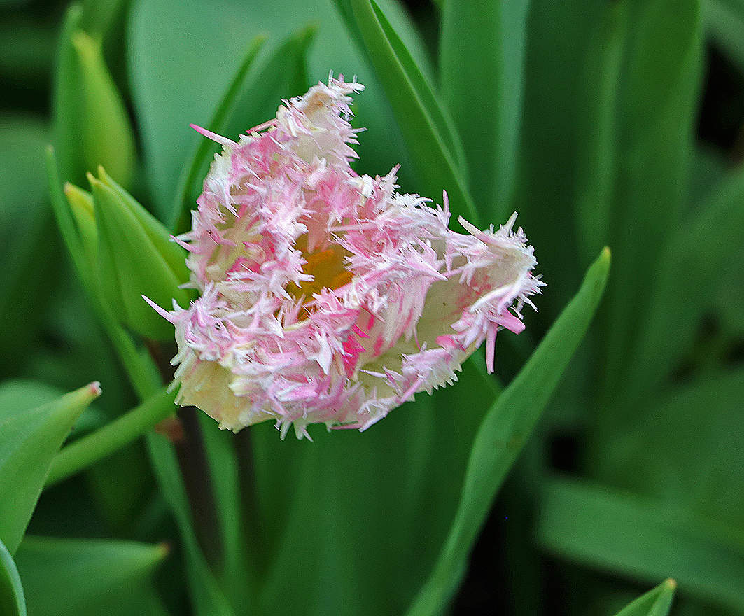 Тюльпан-ёжик