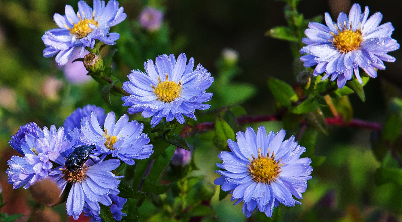 Утренняя роса.