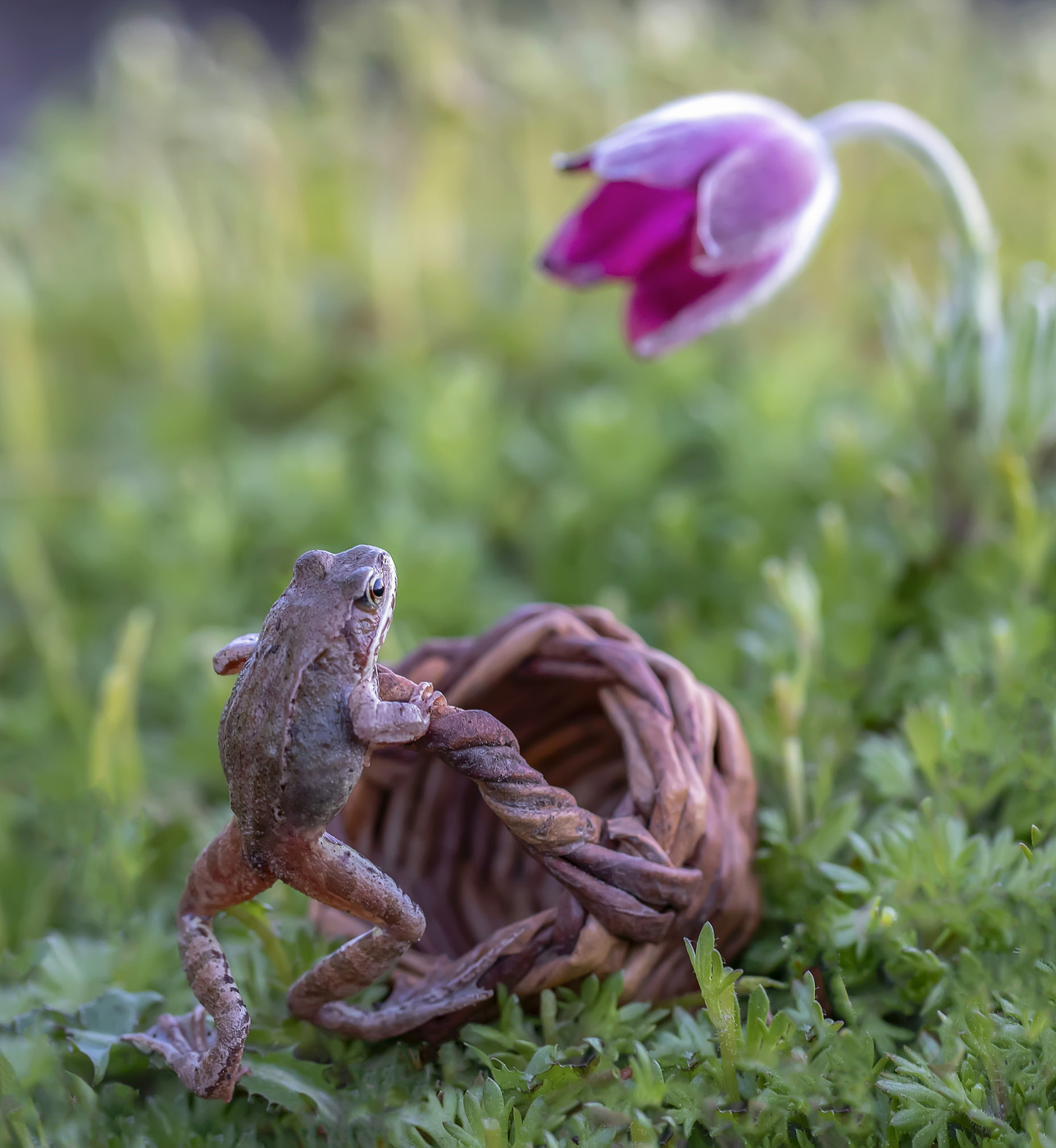 Очарованная...