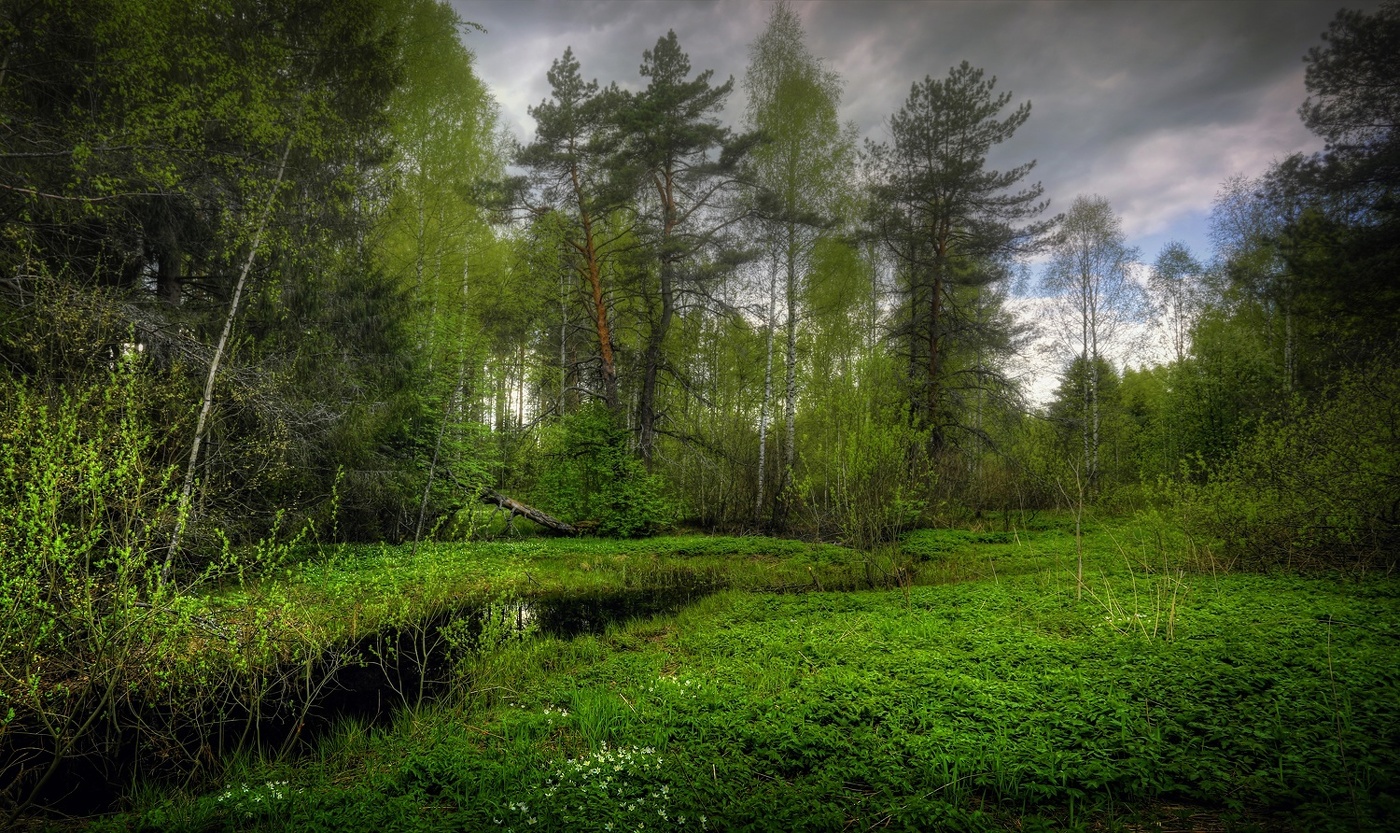 Майский лес..