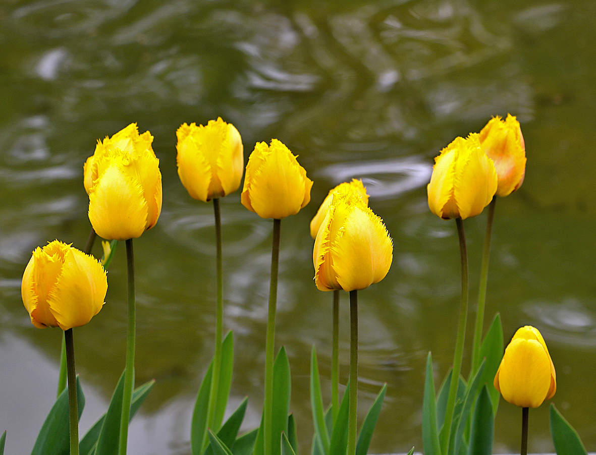 Майские золотые