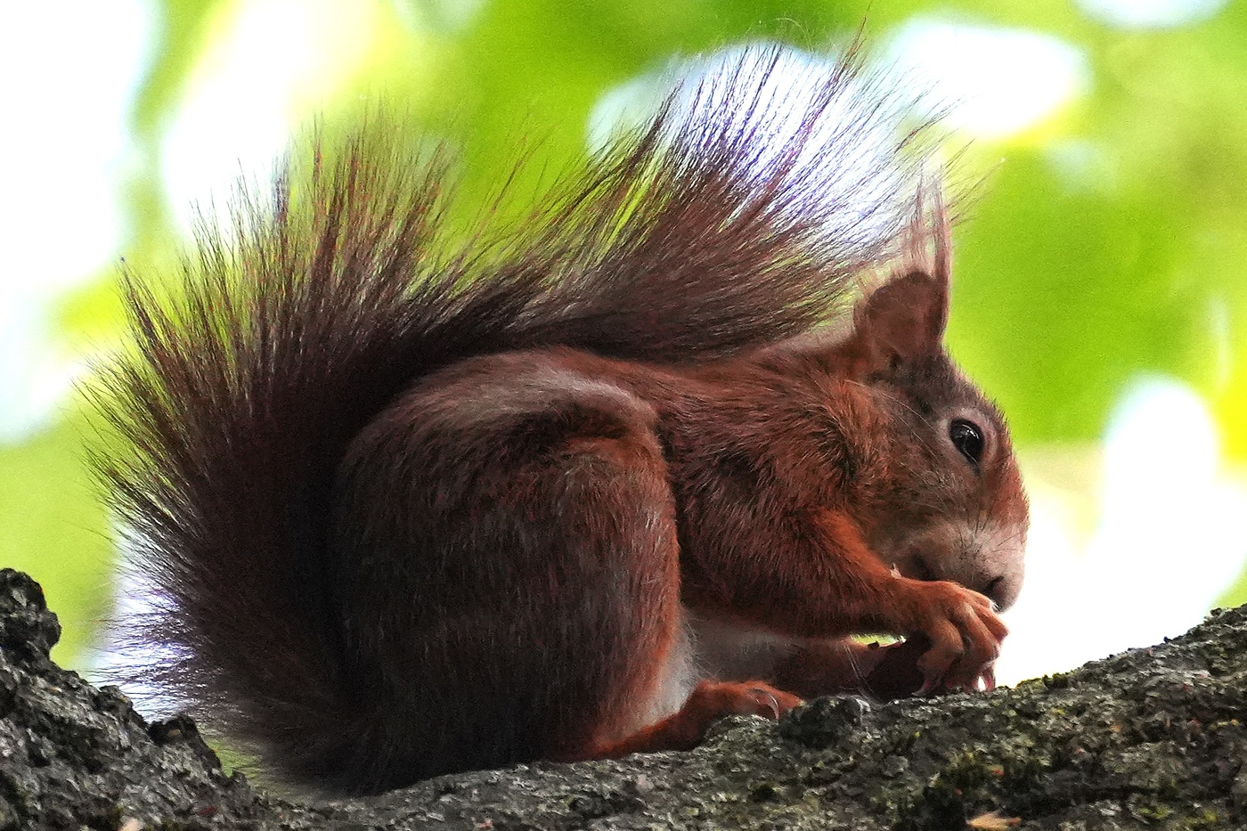 Бедовая белка