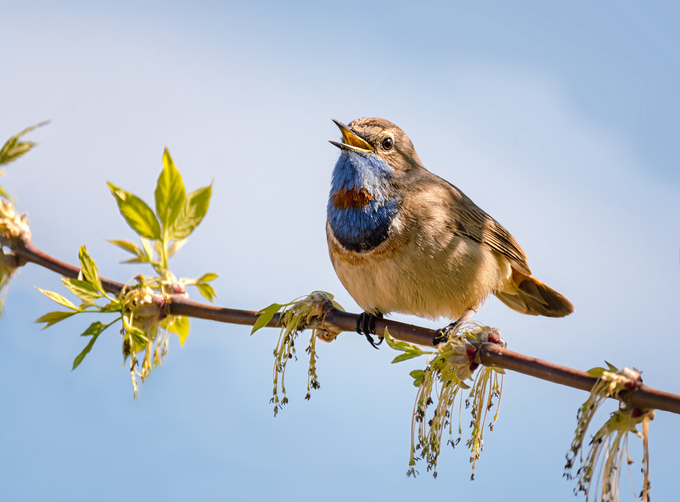 Весенняя песня.