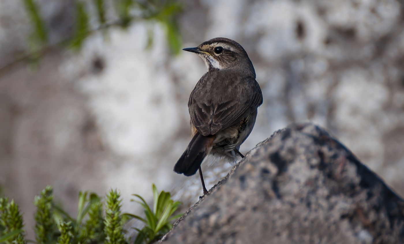 Самка варакушки / Luscinia svecica