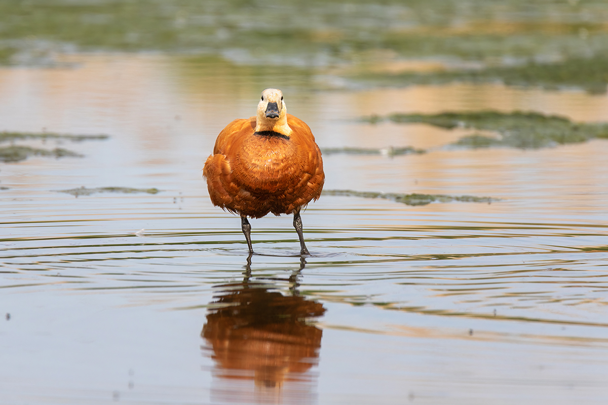 Огарь анфас