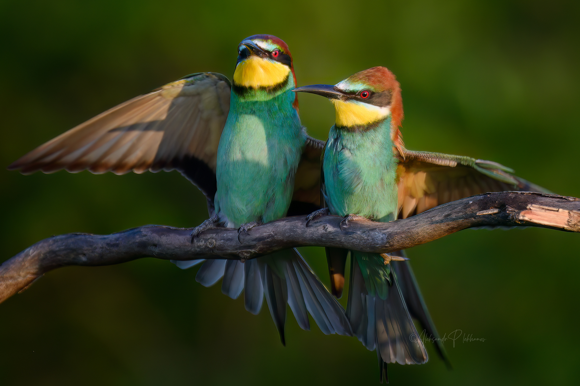 Куролесовы)